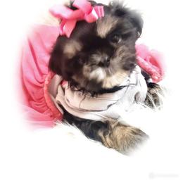 Shih Tzu Puppies from Trinity Shihtzu's So Calif