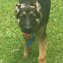 German Shepherds from Lisa Sykes' German Shepherds