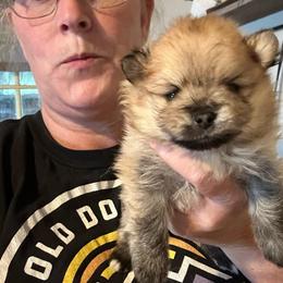 Winston - Orange sable male Pomeranian puppy in Zavalla, Texas from Precious Puff Poms
