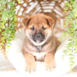 Taro - Red Boy - Red male Shiba Inu puppy in Neosho, Missouri from Sunny Terrace Shibas