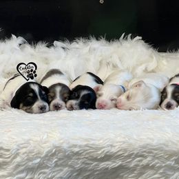 Dachshund, Pomeranian, and Poodle Puppies from Cuddles n Curls