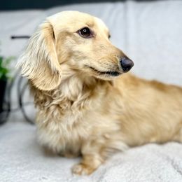 Sir Loki - Dachshund