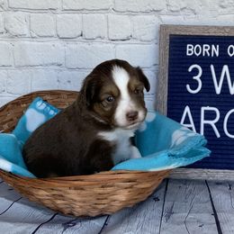 Boy 1 - Miniature Australian Shepherd puppy in Deridder, Louisiana from AussieSmiths
