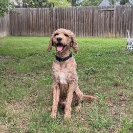 Canelo - Apricot male Goldendoodle puppy in College Station, Texas from Em & El Doodles