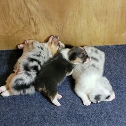 American Corgi Puppies from DnD Corgis