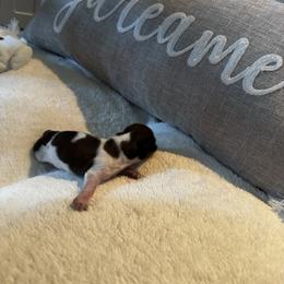 Gust - Piebald male Dachshund puppy in Summit, South Carolina from Doxies4Paws
