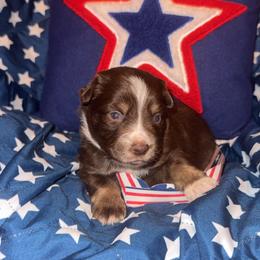 Beau - Red tri male Miniature Australian Shepherd puppy in Liberty, Mississippi from Liberty Oaks Aussies and Dachshunds