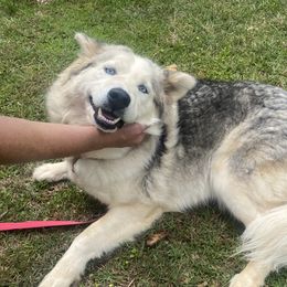 Bunny - Siberian Husky