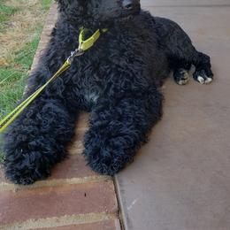 Portuguese Water Dog Puppies from Allegiance Portuguese Water Dogs
