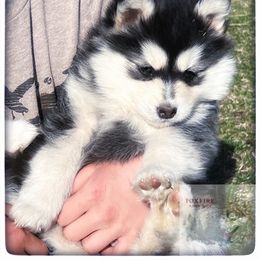 Pomsky Puppies from Foxfire Arctic Spitz