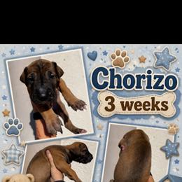 Chorizo - Fawn male Great Dane puppy in Naples, Florida from Above The Salt Danes