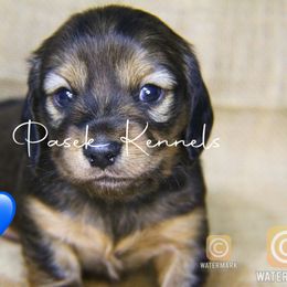 Dachshund Puppies from Pasek Kennels