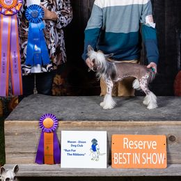 Wasabi - Chinese Crested