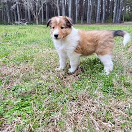 Stella - Sable and white Collie puppy in Franklin, Tennessee from Franklin Farm Collies
