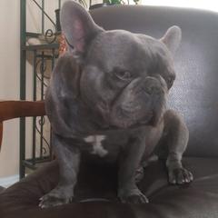 French Bulldogs from Frenchieland