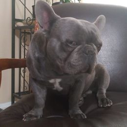 French Bulldogs from Frenchieland