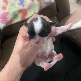 Boy 3 - Black gold and silver male Shih Tzu puppy in Alexander, Arkansas from TnT Shih Tzu