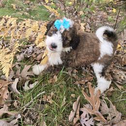 Bernedoodle and Goldendoodle Puppies from Granton Creek
