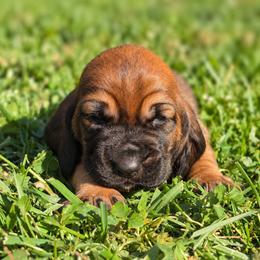 Ivysaur - Mahogany and white female Basset Hound puppy in Independence, Kentucky from Lil Shorties Bassets