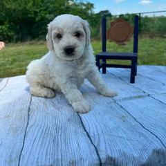 Zeus - Cream male Assorted Doodle Crosses puppy in Moulton, Iowa from Shondel Puppy Paws