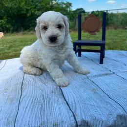 Zeus - Cream male Assorted Doodle Crosses puppy in Moulton, Iowa from Shondel Puppy Paws