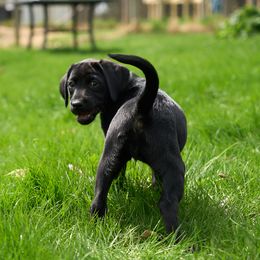 Labrador Retriever Puppies from King K9 Academy