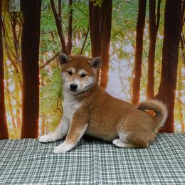Elijah - Red male Shiba Inu puppy in Arcola, Illinois from Highline Puppies