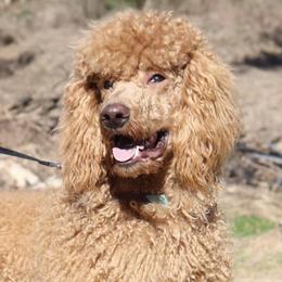 Goldendoodles and Poodles from Standard Poodles and Doodles of Alabama