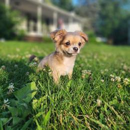 Chihuahua Puppies from Cloud9 Chihuahuas