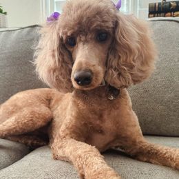 Poodles from Tess Church-Nystrom