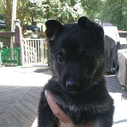 Black - Black and tan male German Shepherd puppy in Dawsonville, Georgia from Vom Aussenseiter