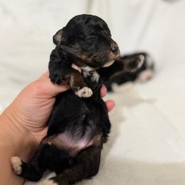 Mable - Phantom female Bernedoodle puppy in Warrensburg, Missouri from Dreamer Ridge Puppies