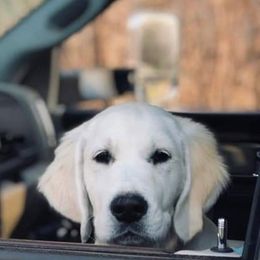 Golden Retriever Puppies from Sleepy Morning Goldens