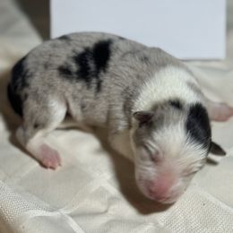 M2 - White and blue merle male Border Collie puppy in Meridian, Mississippi from Border Hollow Border Collies