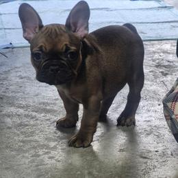 No name - Liver female French Bulldog puppy in Nashville, Tennessee from Jesssica's Frenchies