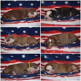 Siberian Husky Puppies from Spalla Pups