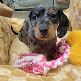 Dachshund Puppies from Salchi Dog miniature dachshunds