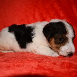 Remi - White black and tan male Wire Fox Terrier puppy in Draper, Virginia from Shady Oaks WFT