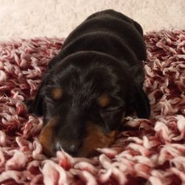 Dachshund Puppies from Jana Rae's