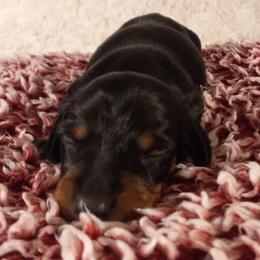 Dachshund Puppies from Jana Rae's