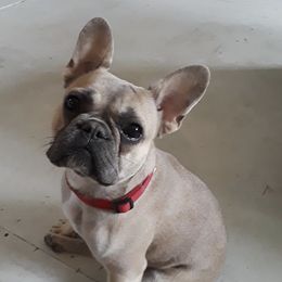 Gracie - French Bulldog