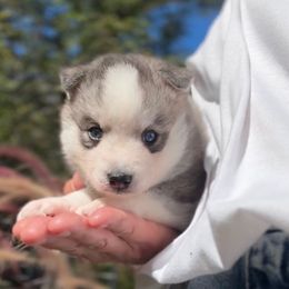 Ford - Black and white male Pomsky puppy in Michigan from Blue Water Pomskies