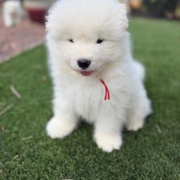 Red - White male Samoyed puppy in Paulden, Arizona from Carefree Samoyeds & Deserthills Labradors