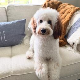 Piper - Goldendoodle
