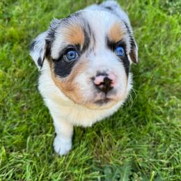 Girl 3: Blue Merle, naturally docked tail - Blue merle female Australian Shepherd puppy in St. Paul, Oregon from Raybell Ridge Farm