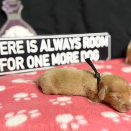 Simba AKC - choc based red 3000 - Chocolate male Dachshund puppy in Indian Trail, North Carolina from Hilda’s Teenie Weenies