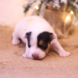 Simon - Tri-color male Jack Russell Terrier puppy in West Bend, Iowa from Blue Skies Terriers