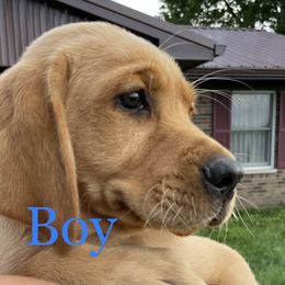 Labrador Retriever Puppies from Triple Ridge Labs