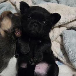 Jinkx - Black male French Bulldog puppy in Colorado from NOCO French Bulldogs