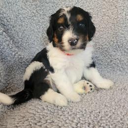 Red Boy - Tri-color male Bernedoodle puppy in Brea, California from River Doodles